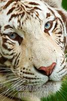 White Tiger stock photo