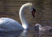 A mute swan offering some food to its cygnet.