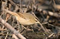 Black-browed reed warbler C20D 02635.jpg