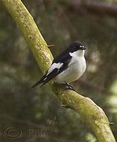 Pied Flycatcher (above) and Whinchat (below) at Bridges (SO3996)    1st May 2005
