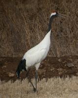 Manchurian Crane Grus japonensis 두루미