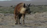 Photo of a Brown Hyena Hyena brunnea