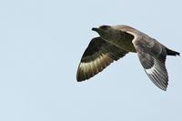 Stercorarius skua