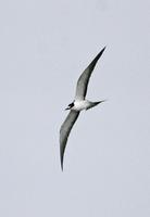 Sooty Tern, Sterna fuscata