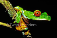 : Agalychnis saltator; Parachuting Red-eyed Leaf Frog