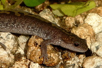 : Ambystoma macrodactylum; Long-toed Salamander