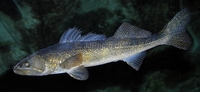 Walleye Sander vitreus