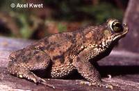 : Bufo granulosus