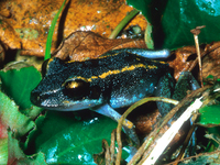 : Pristimantis gaigeae; Fort Randolph Robber Frog