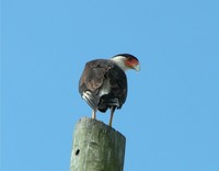 : Caracara cheriway; Crested Caracara