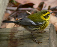 : Dendroica townsendi; Townsend's Warbler