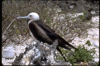 : Fregata magnificens; Magnificent Frigatebird