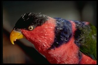 : Lorius lory; Black-capped Lory