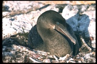 : Phalacrocorax harrisi; Flightless Cormorant