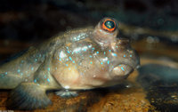 : Periophthalmus barbatus; Mudskipper