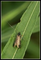 : Adela reaumurella