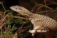 : Varanus acanthurus; Ridge-tailed Monitos