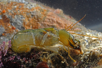 : Alpheus clamator; Twistclaw Pistol Shrimp