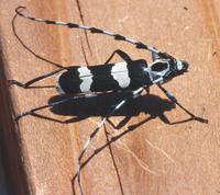 : Rosalia funebris; The California Laurel Borer