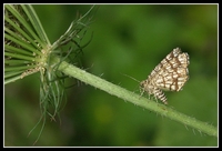 : Semiothisa clathrata clathrata