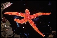 : Orthasterias koehleri; Sea Star