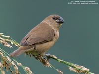 Scaly-Breasted Munia (Immature) Scientific name: Lonchura punctulata