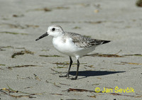 Photo of jespák písečný Calidris alba Sanderling