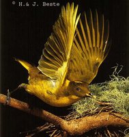 Golden Bowerbird Prionodura newtoniana, Mt. Lewis, Julatten, Queensland, Australia - 1984 © Hans...