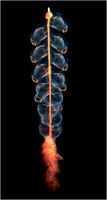 Siphonophore - Photo by Claire Nouvian
