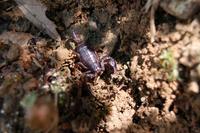 Euscorpius carpathicus