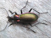 Carabus olympiae