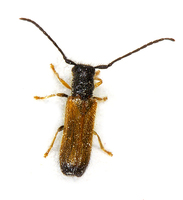 Tetrops praeustus praeustus