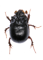 Bolboceras armiger
