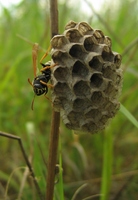 Polistes nimphus