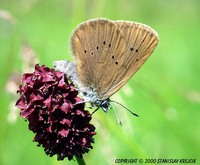 Maculinea nausithous - Dusky Large Blue