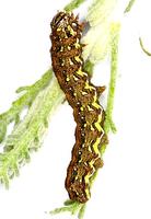 Cucullia santolinae