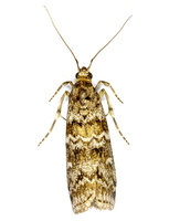 Dioryctria abietella - Spruce Coneworm