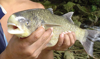 Joturus pichardi, Bobo mullet: fisheries