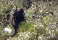 Salaria pavo, Peacock blenny: fisheries