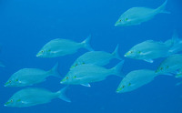 Pomadasys rogerii, Pigsnout grunt: fisheries