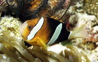 Amphiprion clarkii, Yellowtail clownfish: fisheries, aquarium