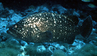 Epinephelus quernus, Hawaiian grouper: fisheries, gamefish, aquarium