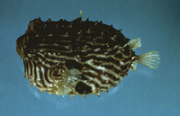 Chilomycterus schoepfii, Striped burrfish: gamefish, aquarium