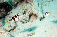 Canthigaster valentini, Valentinni's sharpnose puffer: aquarium