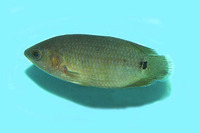 Ctenopoma argentoventer, Silverbelly ctenopoma: aquarium