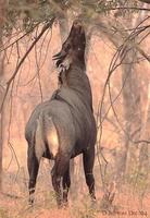 Image of: Boselaphus tragocamelus (nilgai)