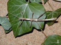 Lamponius guerini