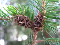 Sacchiphantes abietis