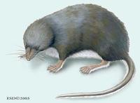 Image of: Nectogale elegans (elegant water shrew)