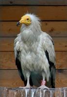 Neophron percnopterus - Egyptian Vulture